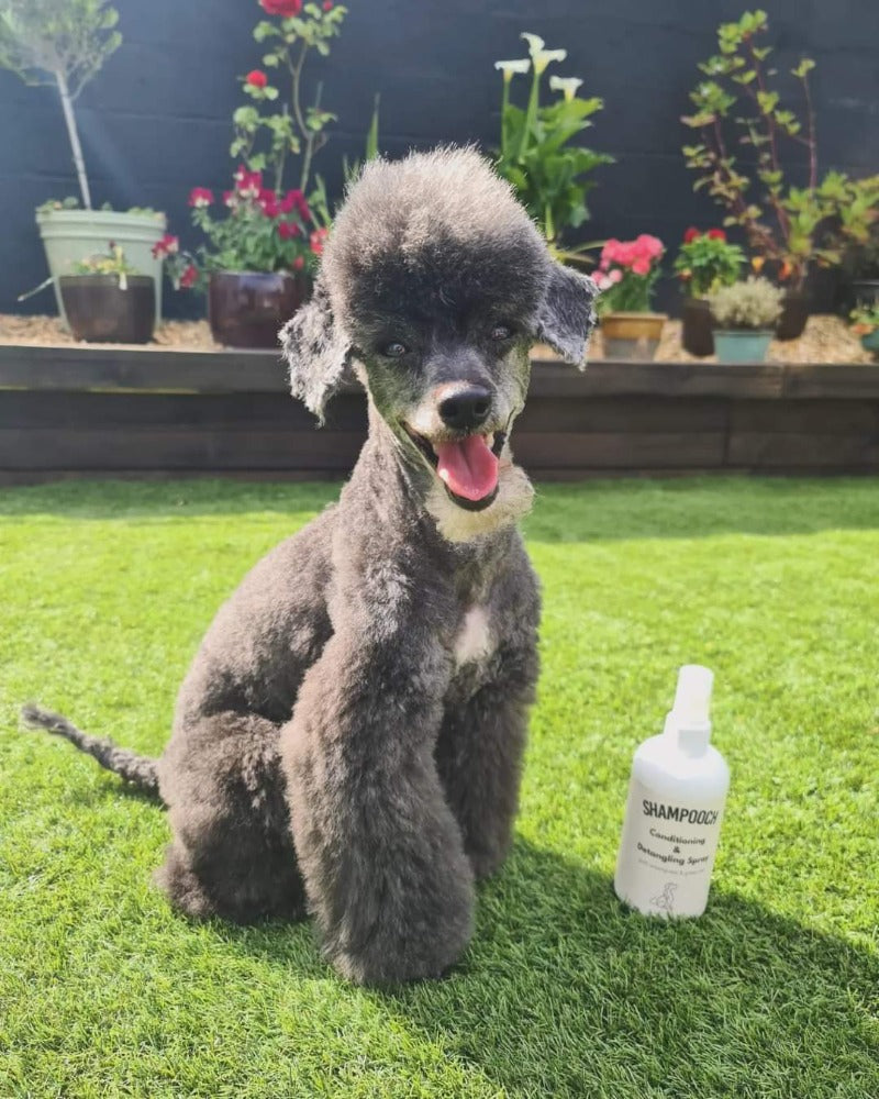 Happy poodle looking well groomed after using Shampooch