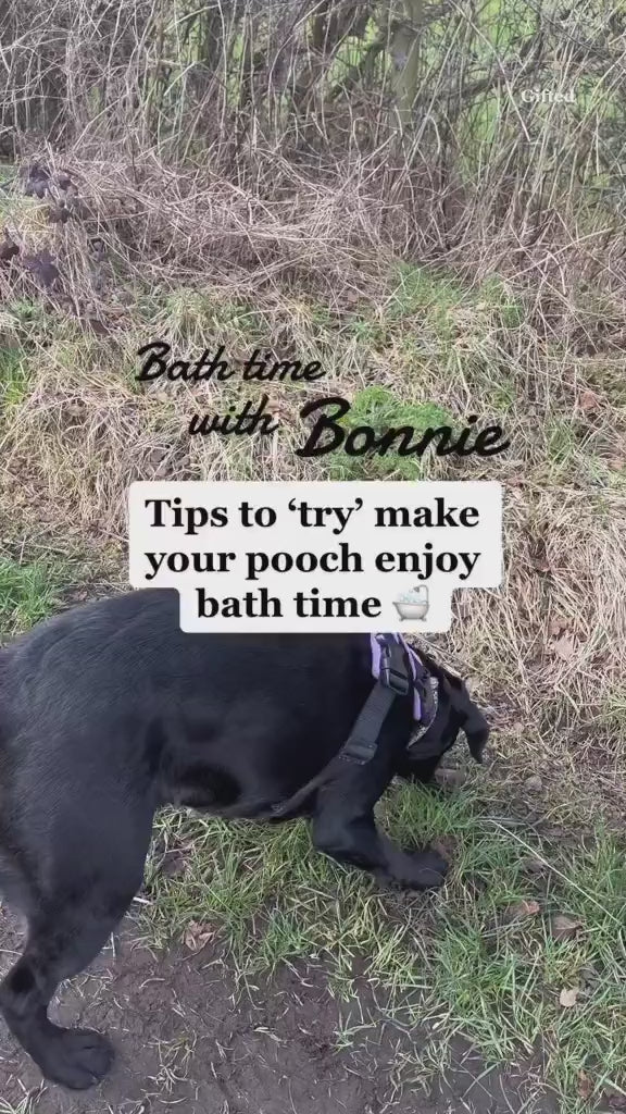 Aloe Vera & Tea Tree Dog Shampoo - 5 Litre